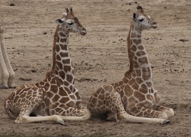 321-0872 Safari Park - Baby Giraffes